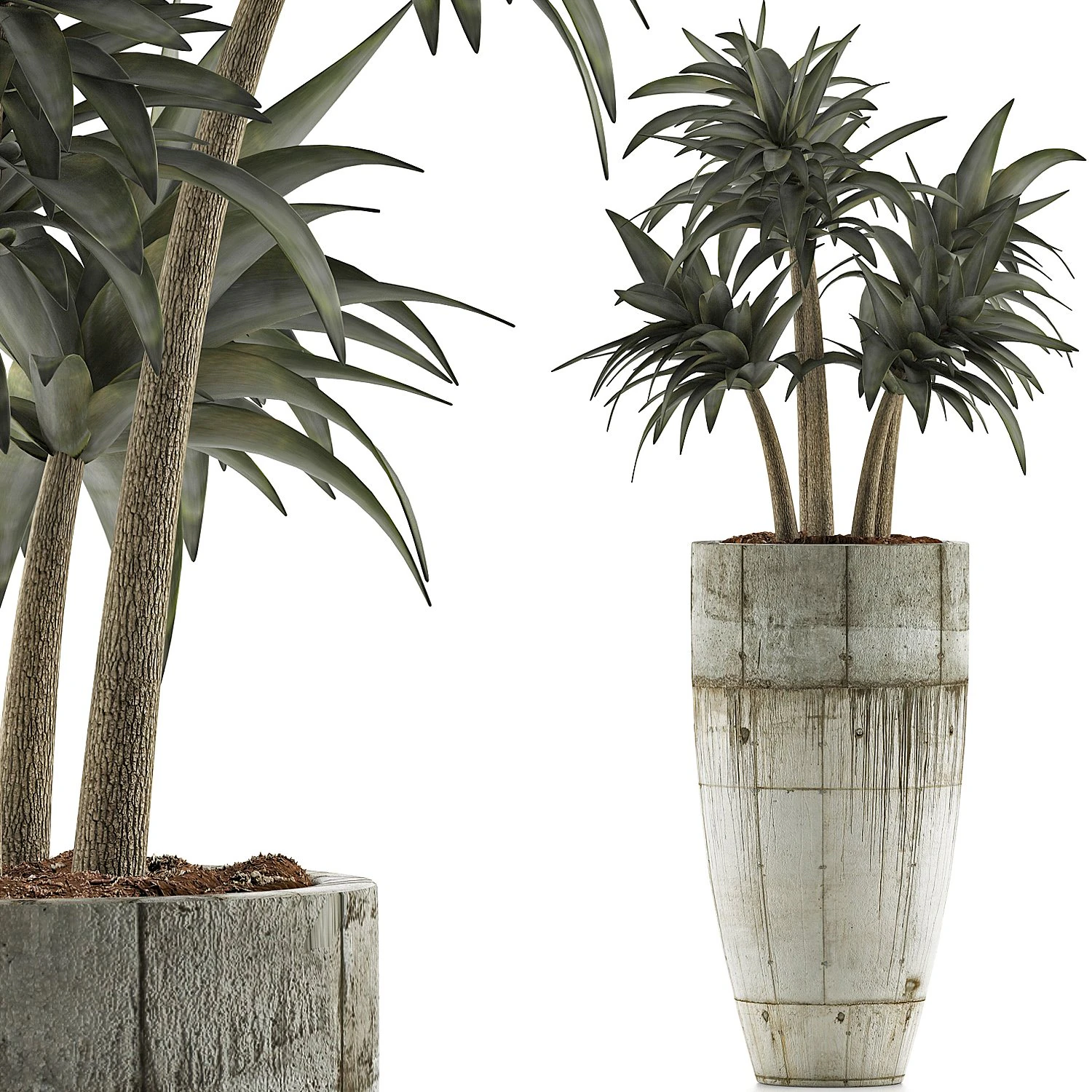 plants collection 94 3D Model .c4d .max .obj .3ds .fbx .stl .blend 