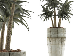 plants collection 94 3D Model