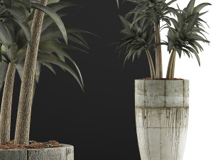 plants collection 94 3D Model
