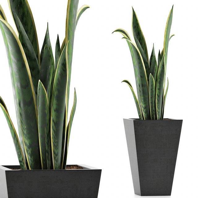 plants collection 95 3D Model .c4d .max .obj .3ds .fbx .stl .blend 