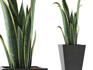 plants collection 95 3D Model