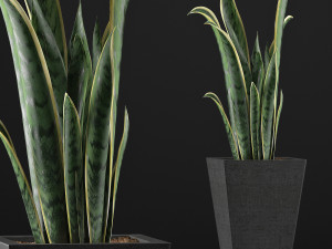 plants collection 95 3D Model