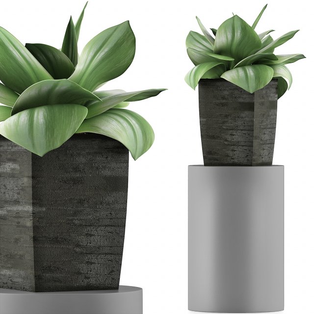 plants collection 96 3D 模型 .c4d .max .obj .3ds .fbx .stl .blend 