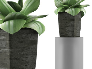 plants collection 96 Modèle 3D