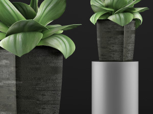 plants collection 96 3D 模型