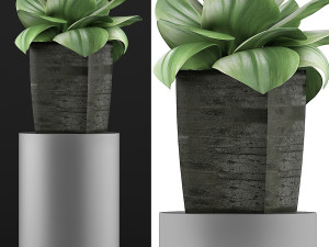 plants collection 96 3D 模型
