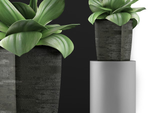 plants collection 96 3D 模型