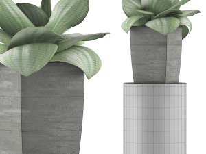 plants collection 96 3D 模型