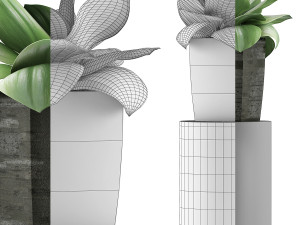 plants collection 96 3D 模型