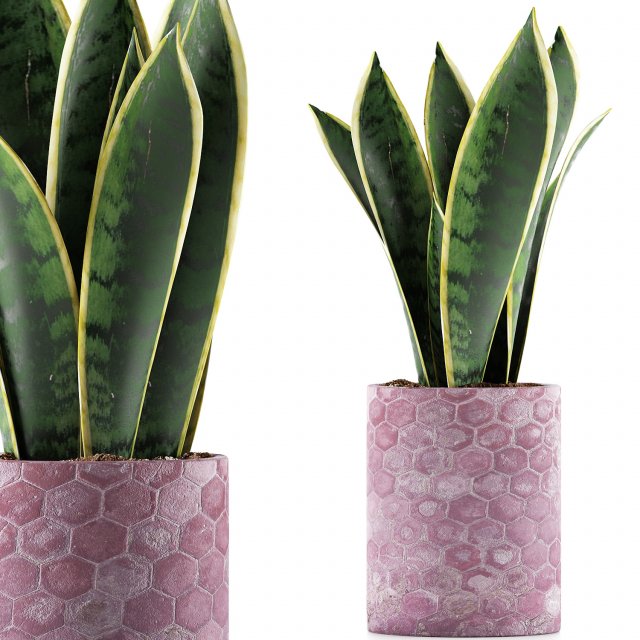 plants collection 98 Modelo 3D .c4d .max .obj .3ds .fbx .stl .blend 