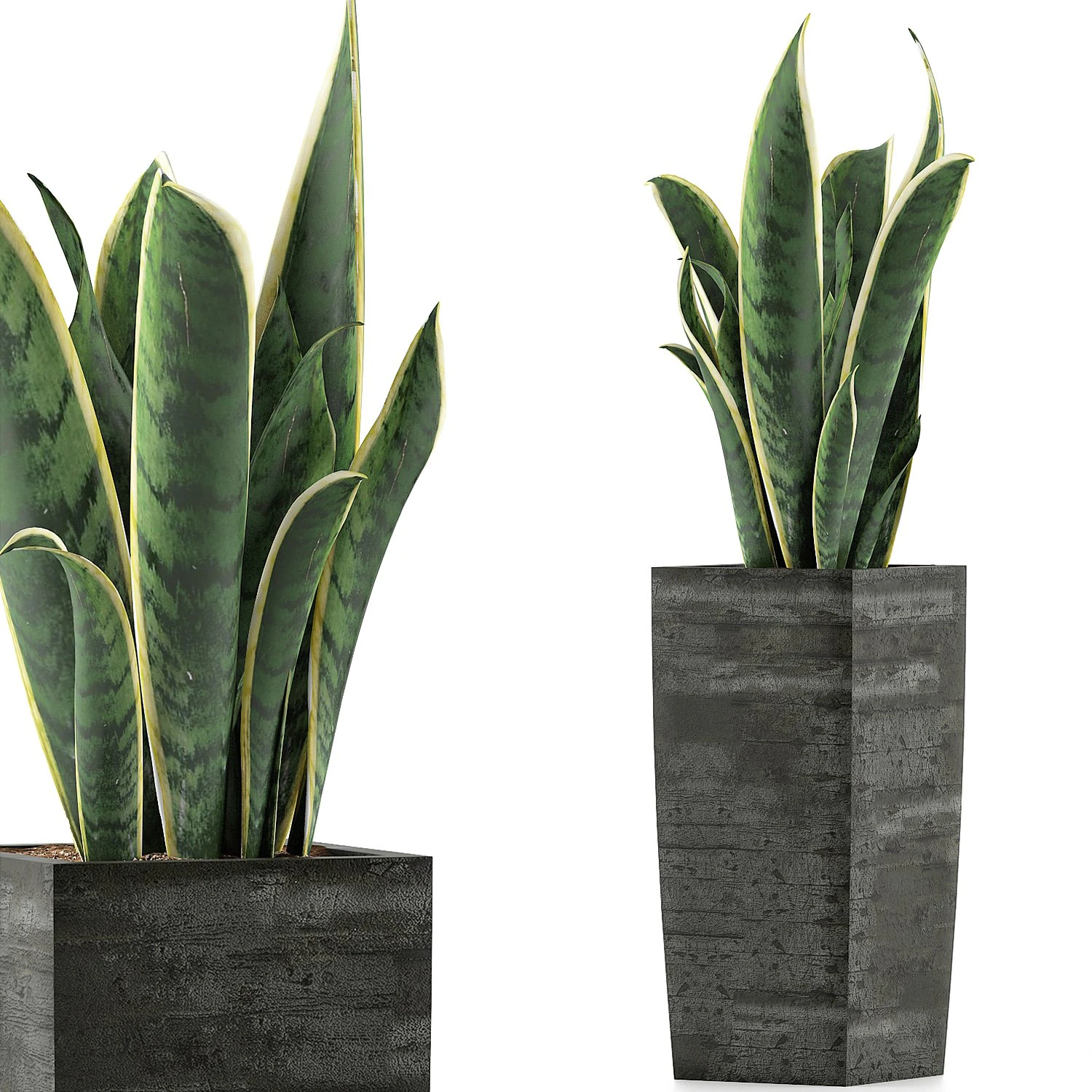 plants collection 100 3D Model .c4d .max .obj .3ds .fbx .stl .blend 