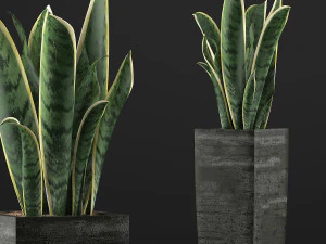 plants collection 100 3D Model