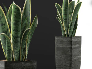 plants collection 100 3D Model
