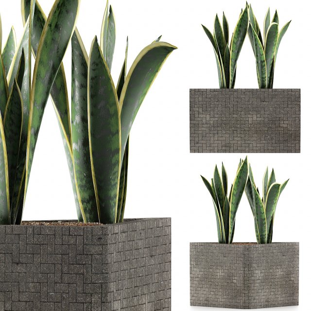 plants collection 103 3D Model .c4d .max .obj .3ds .fbx .stl .blend