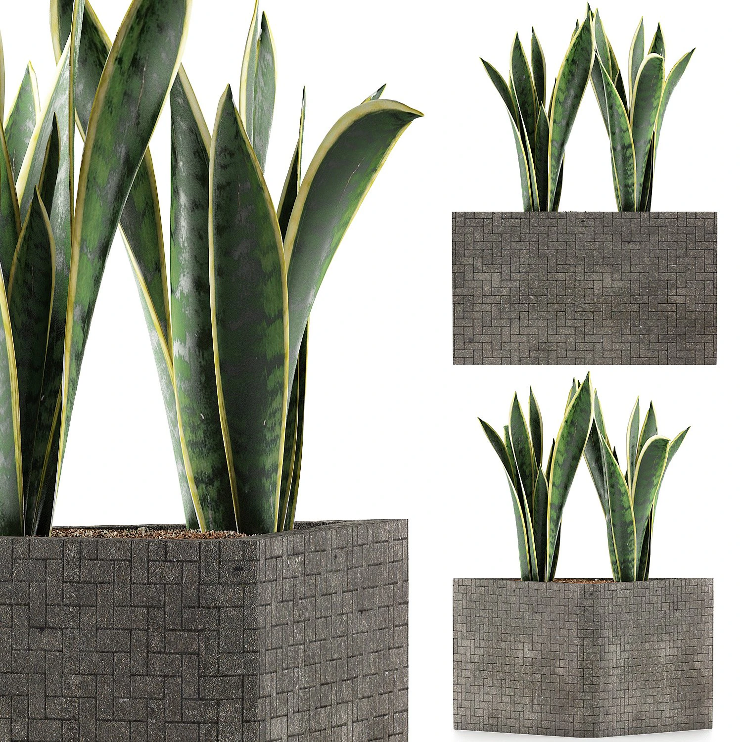 plants collection 103 3D Model .c4d .max .obj .3ds .fbx .stl .blend