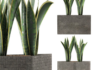 plants collection 103 3D Model