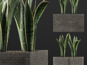 plants collection 103 3D Model