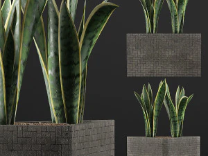 plants collection 103 3D Model