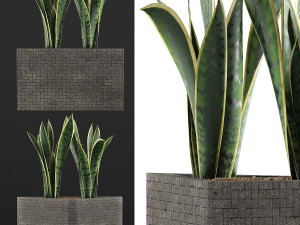 plants collection 103 3D Model