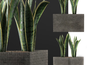 plants collection 103 3D Model