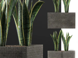 plants collection 103 3D Model