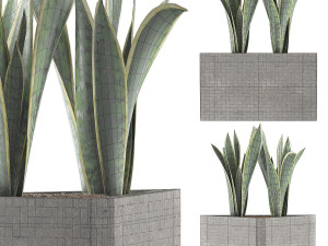 plants collection 103 3D Model