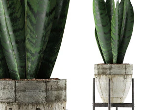 collezione di piante 104 Modello 3D