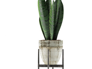 plants collection 104 3Dモデル