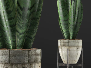 식물 수집 104 3D 모델