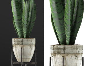 plants collection 104 3Dモデル