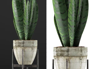 식물 수집 104 3D 모델