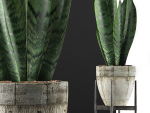 plants collection 104 3Dモデル