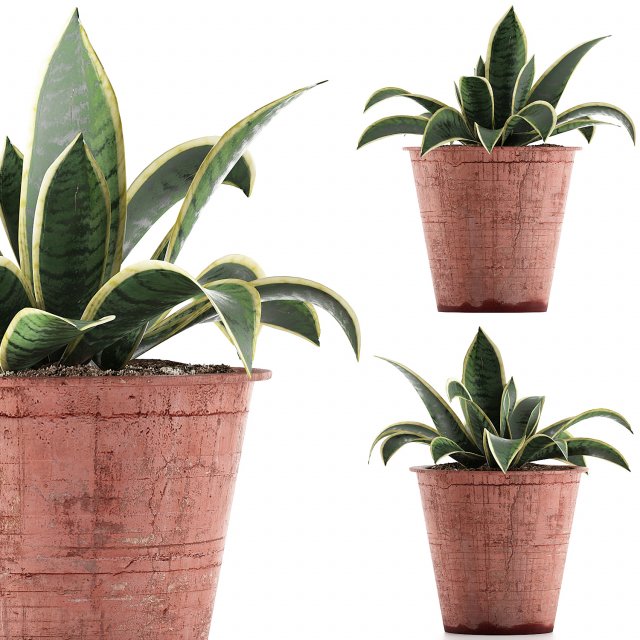 plants collection 105 3D 模型 .c4d .max .obj .3ds .fbx .stl .blend 