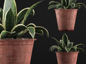 plants collection 105 3D 模型