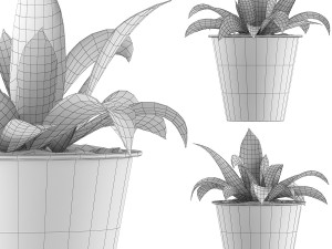 plants collection 105 3D 模型