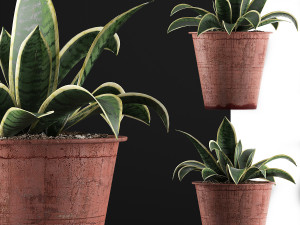 plants collection 105 3D 模型