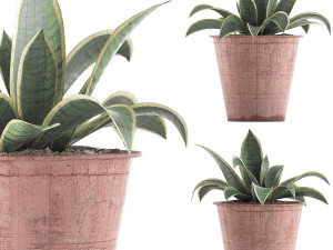 plants collection 105 3D 模型