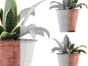 plants collection 105 3D 模型