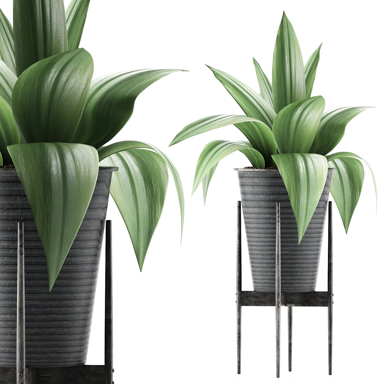 plants collection 107 3D Model .c4d .max .obj .3ds .fbx .stl .blend