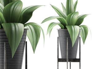 plants collection 107 3D Model