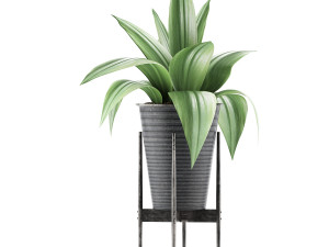 plants collection 107 3D Модель