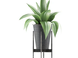 plants collection 107 3D Model