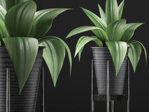 plants collection 107 3D Model