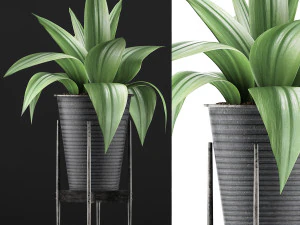 plants collection 107 3D Model