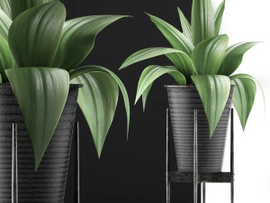 plants collection 107 3D Model