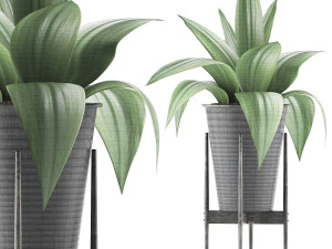 plants collection 107 3D Model