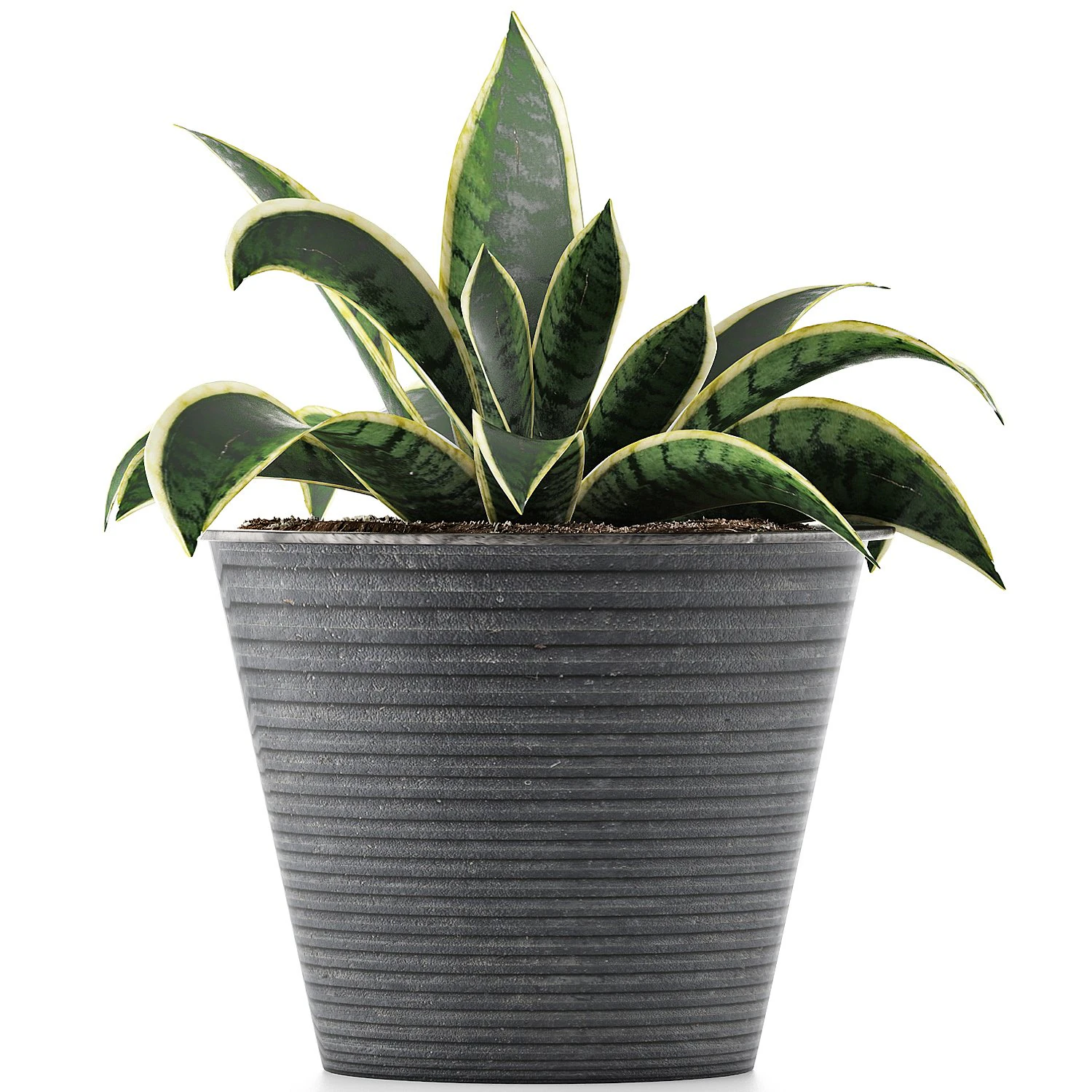 plants collection 108 3D Model .c4d .max .obj .3ds .fbx .stl .blend 