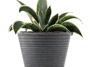 plants collection 108 Modelo 3D
