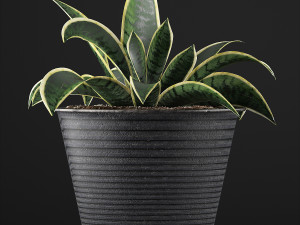 plants collection 108 3D Model