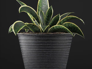 plants collection 108 3D Model